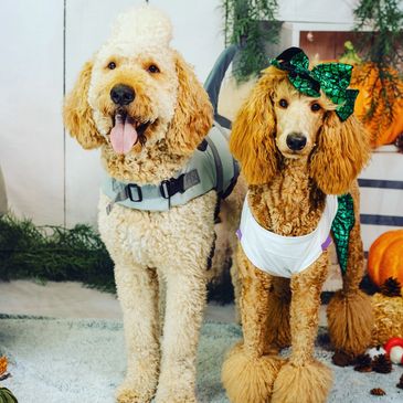 Designer Goldendoodle parents
