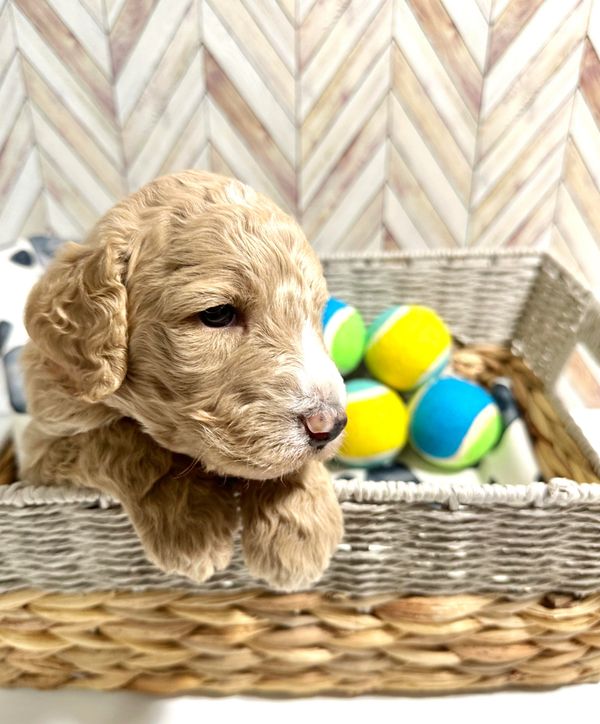Goldendoodle puppies in south carolina
