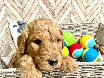 Curly Apricot Goldendoodle puppy in a basket with colorful tennis balls.