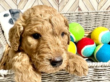 Apricot F1B Goldendoodle Puppy