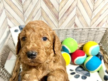 Curly-haired Red Goldendoodle puppies in a basket with colorful tennis balls.