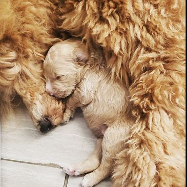 Goldendoodle puppy cuddling their mom