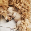 Poodle Doodle World
