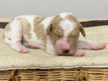 Goldendoodle for sale in Conway South Carolina 