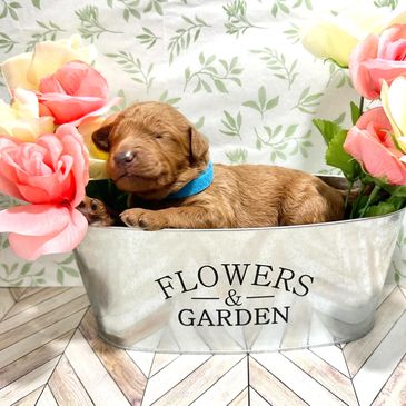 Sleeping goldendoodle puppy in flower pot with colorful roses.