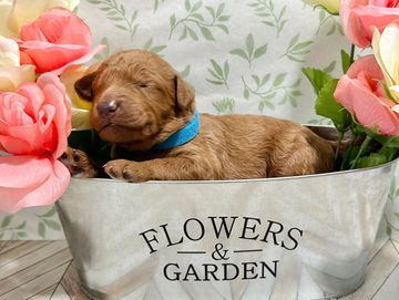 Red F1B Goldendoodle Puppy