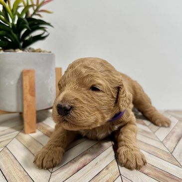 F1B Goldendoodle puppy