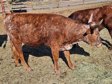 Brown cow with white spots standing in a fenced area.