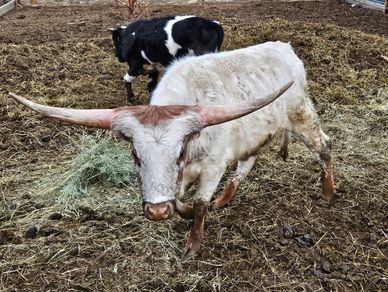 White longhorn cow with wide horns and a black and white calf in a muddy pen.