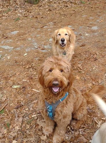 Two happy dogs sitting on a forest floor covered in leaves and pinecones.
