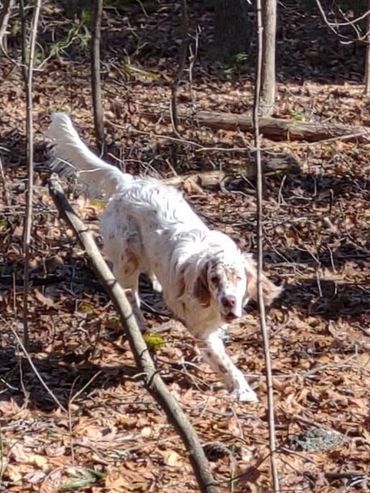 A white and brown dog walks through a leaf-covered forest floor.