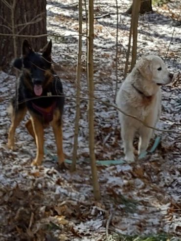 Two dogs standing in a snowy wooded area surrounded by trees.