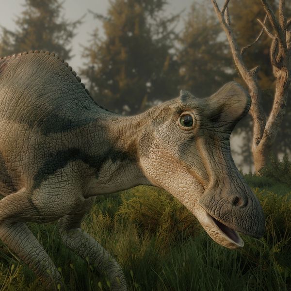 Opinions on Path of Titan's deinocheirus? I quite like it, super  interesting that it's in the same family as Struthiomimus too! : r/Dinosaurs