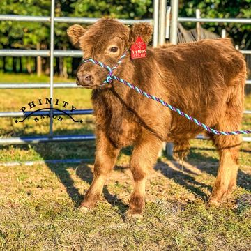 Holly's Highlands- Miniature Cattle