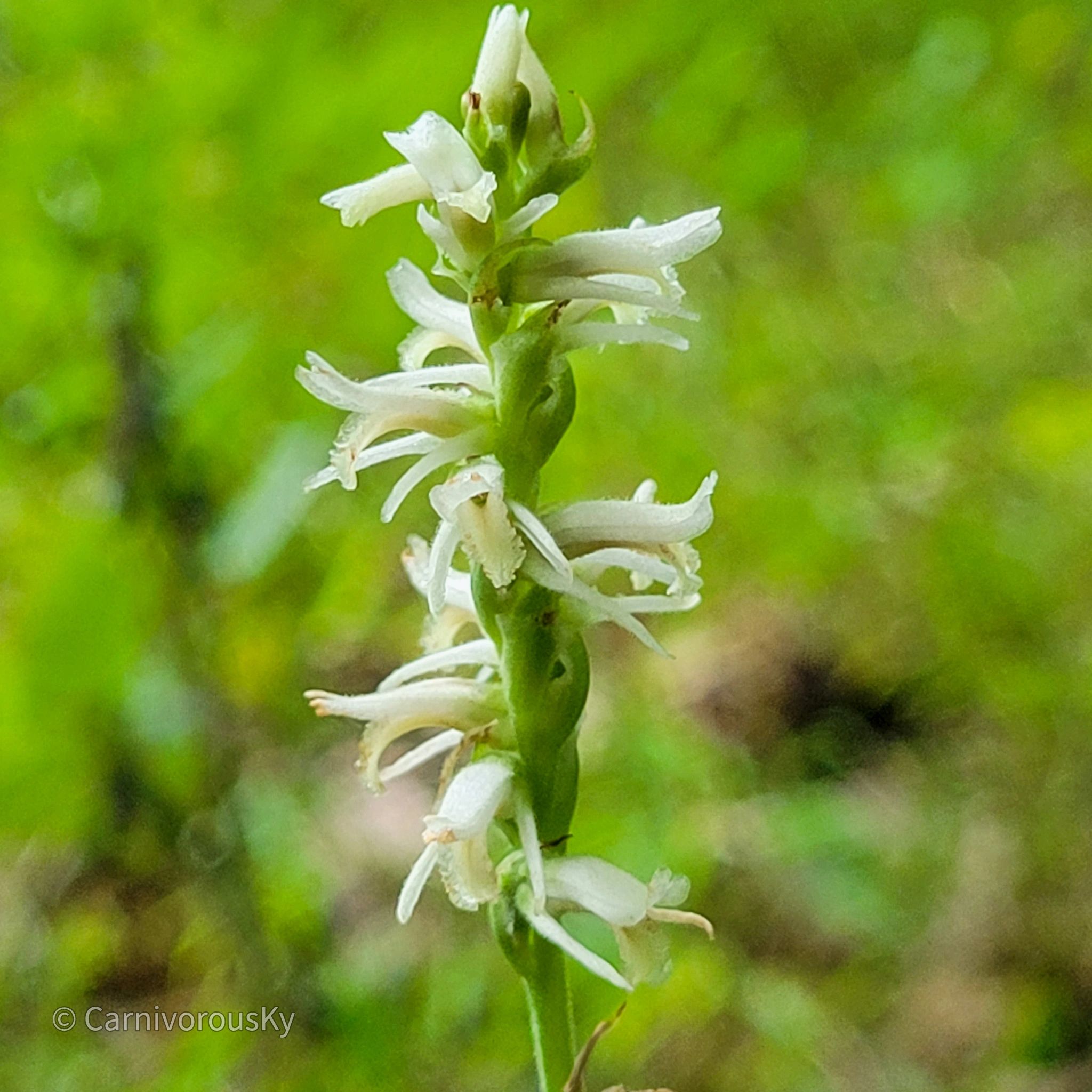 Orchid Genetics How Genes Create Stunning Floral Diversity - o0v67bp