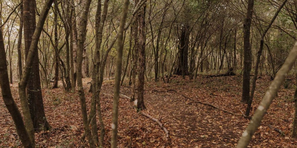 A forest path covered in fallen leaves.