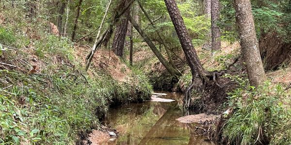 Quiet forest stream with leaning trees.