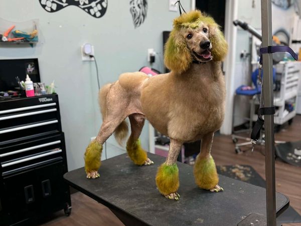 A happy poodle stands on a grooming table in a fresh modified continental cut