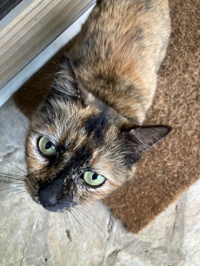 Tortoiseshell cat with striking green eyes looking up.