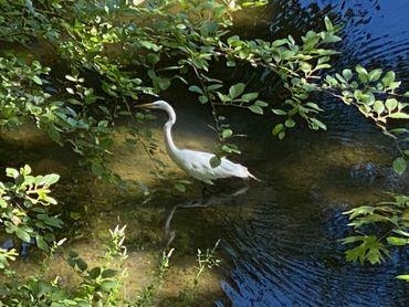 Glen Ellen Airbnb, Glen Ellen VRBO, Glen Ellen vacation rental, Sonoma wine country vacation rental