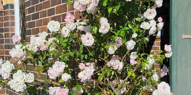 Climbing pale pink roses blooming against a brick wall and green door.