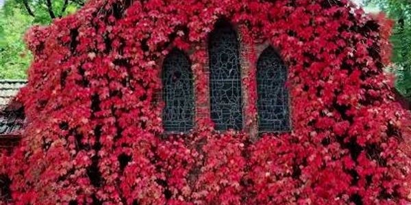 Building facade covered in vibrant red ivy with three arched windows.
