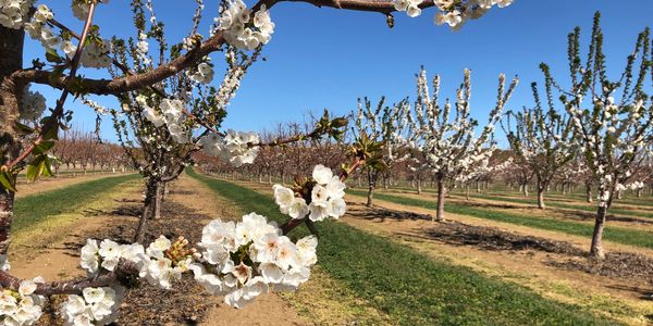 163 acres walnuts, 30 acres cherries, 39 acres apricots