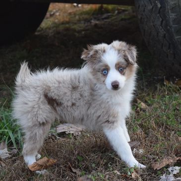 Toy Aussies, RockCreekMiniAussies