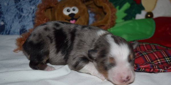 Toy Australian Shepherds - Double H Toy/Mini Farm