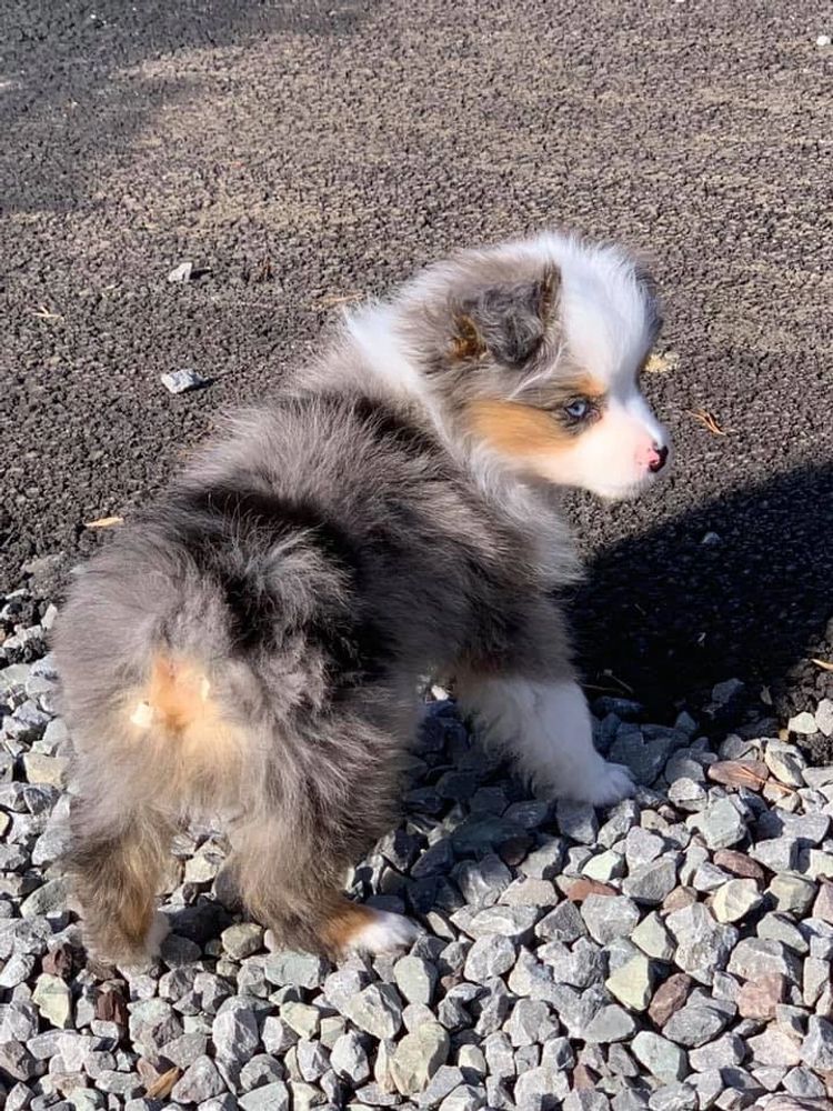 Toy Australian Shepherds - Double H Toy/Mini Farm