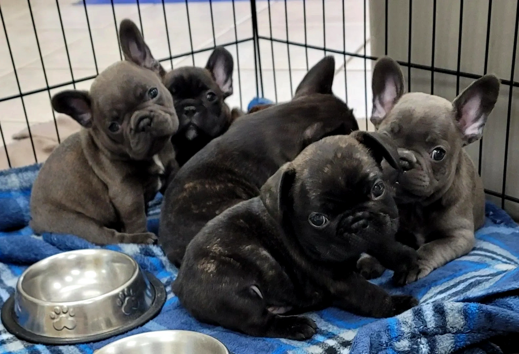 Before all their ears popped up just the cutest!