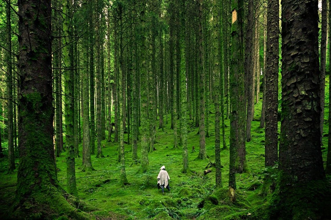 Nature As Therapy 1 Nature As Therapy