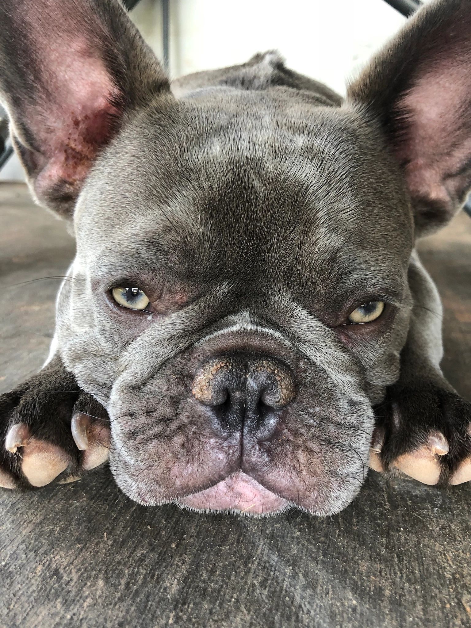My Future Frenchie - French Bulldog, Breeder