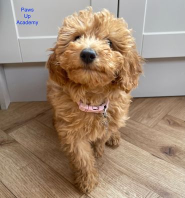 Fluffy brown puppy with a pink collar walking indoors on wooden floor.