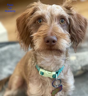Close-up of a cute brown dog with a teal collar looking at the camera.