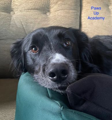 Black and white dog resting on a green cushion.