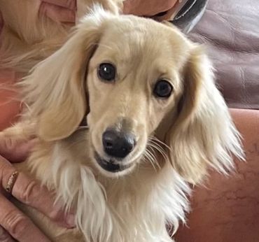 Close-up of a cute cream-colored long-haired dog being held.