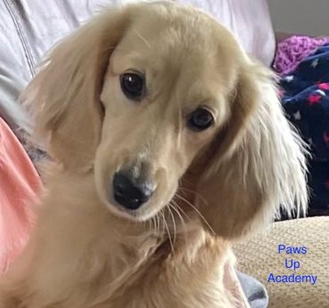 Adorable cream-colored puppy with floppy ears looking attentively.