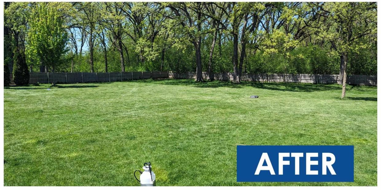 Yard after Pooptopia dog poop pick up service