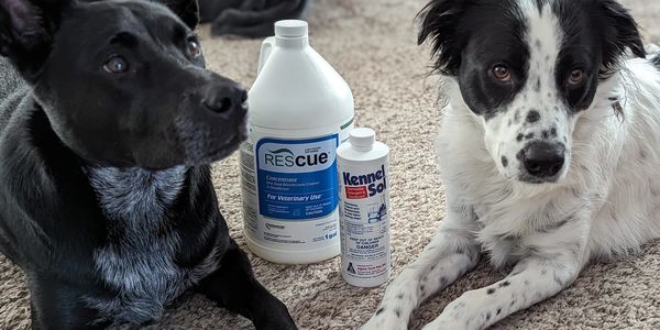 Dog cleaning sanitized