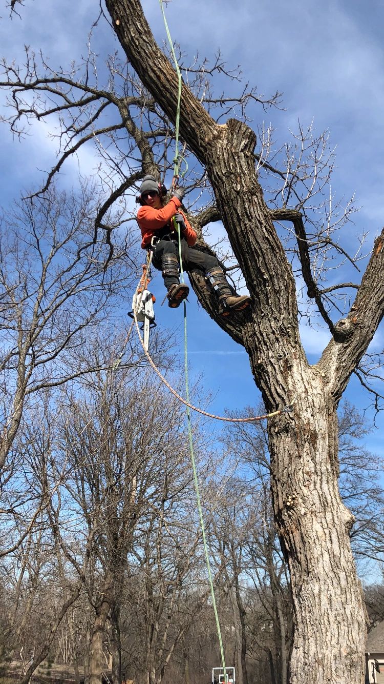 U-Betcha Tree Services tree trimming