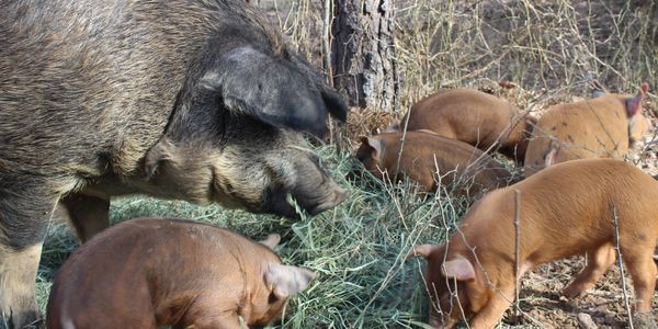 mangalitsa pigs