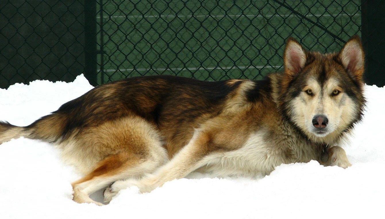 Find Your Forever Friend at Lake Tahoe Wolf Rescue