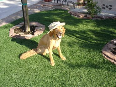 Dog with cap sitting on a grass in sunlight