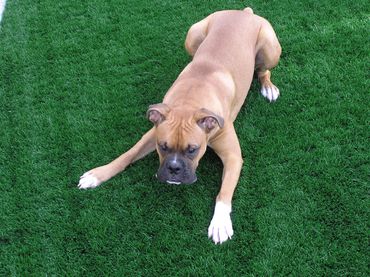 Dog in playing position on a grass