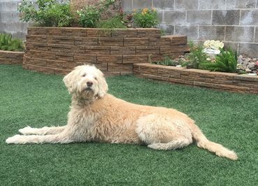 Dog resting on grass