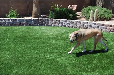 Dog playing on grass with small brick wall in background