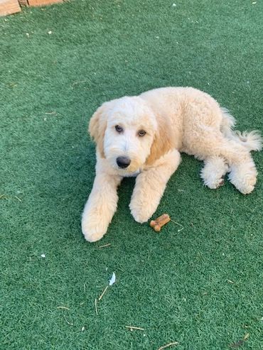 Dog resting on grass