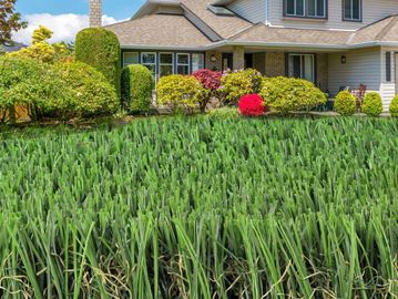 A house with a large lawn in front of it