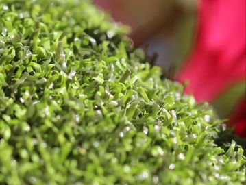 A close-up of a green plant with water droplets on it